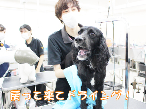 ２年生のトリミング実習♪